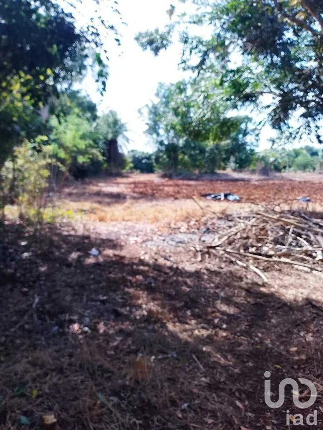 Terreno en Venta en Colonia Yucatán, Tizimín, Yucatán | NEX-276893 | iad México | Foto 11 de 17
