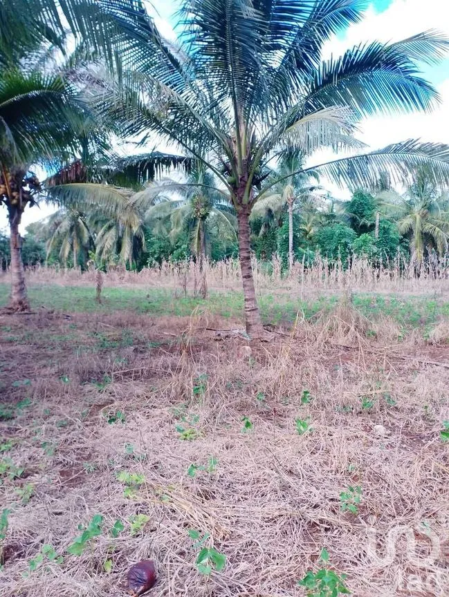 Terreno en Venta en Colonia Yucatán, Tizimín, Yucatán | NEX-276893 | iad México | Foto 14 de 17