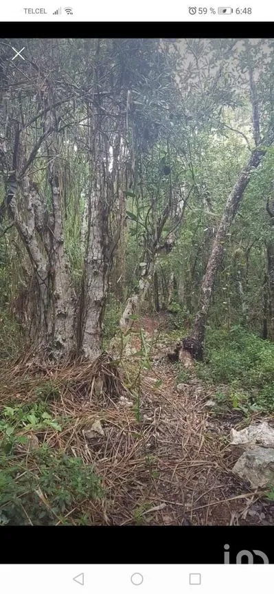 Terreno en Venta en Tulum Centro, Tulum, Quintana Roo | NEX-228558 | iad México | Foto 9 de 9