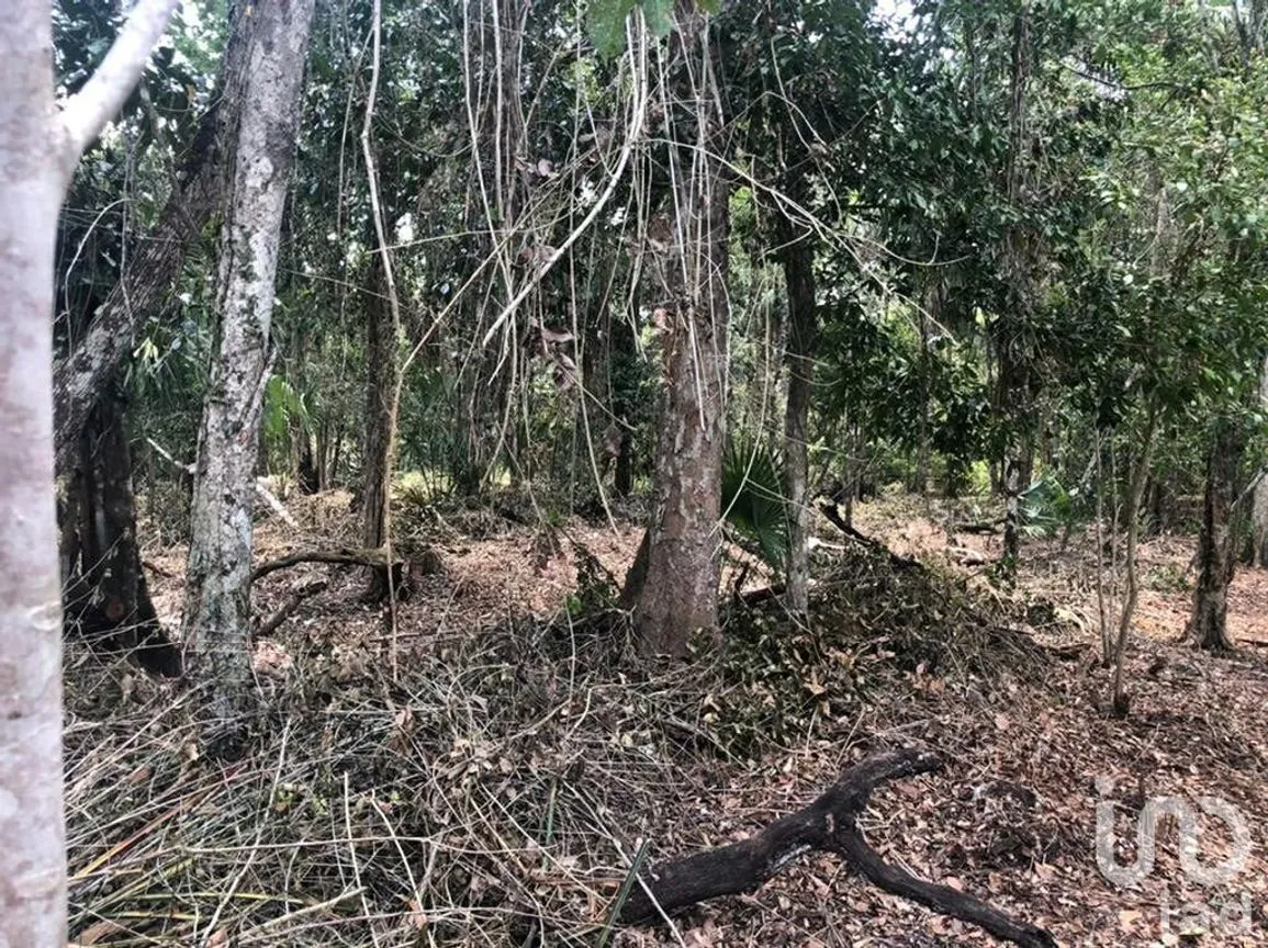 Terreno en Venta en Puerto Morelos, Puerto Morelos, Quintana Roo | NEX-230988 | iad México | Foto 11 de 12