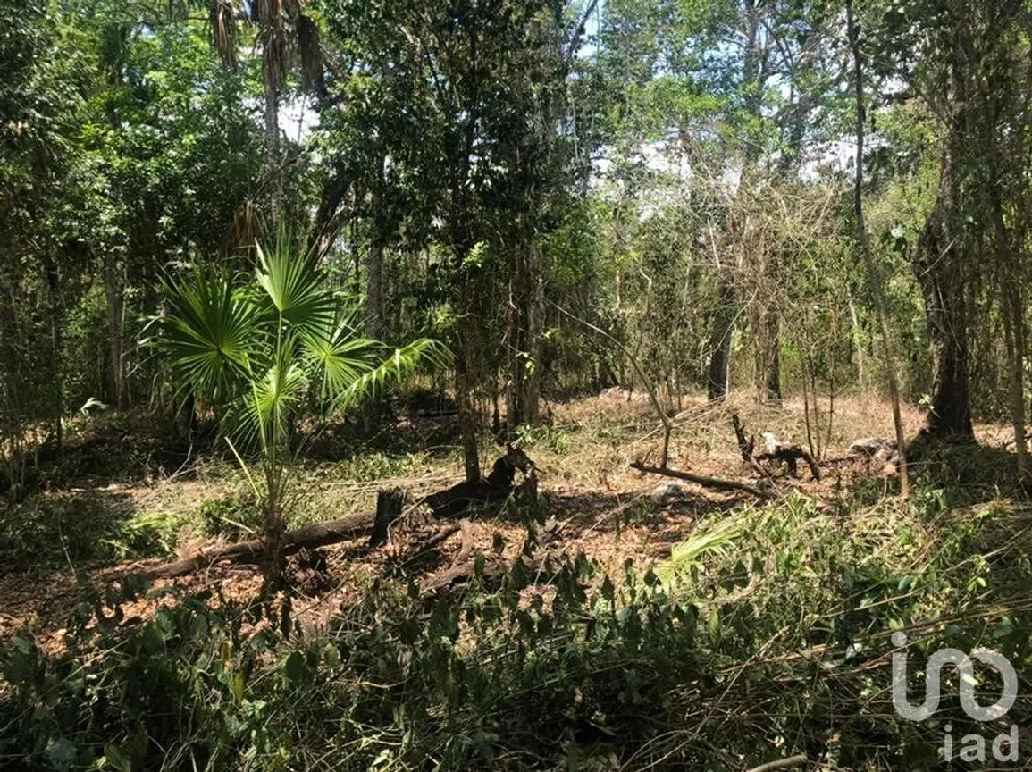 Terreno en Venta en Puerto Morelos, Puerto Morelos, Quintana Roo | NEX-230988 | iad México | Foto 7 de 12