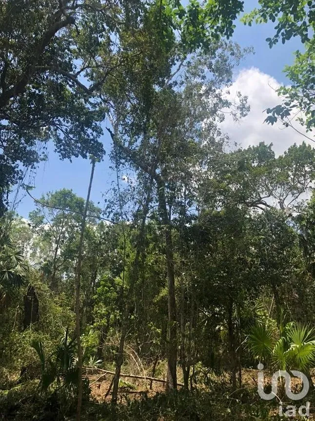 Terreno en Venta en Puerto Morelos, Puerto Morelos, Quintana Roo | NEX-230991 | iad México | Foto 2 de 12