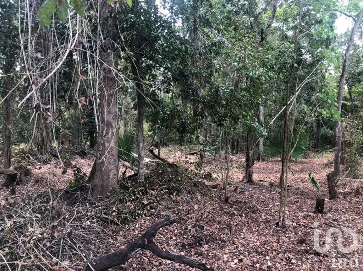 Terreno en Venta en Puerto Morelos, Puerto Morelos, Quintana Roo | NEX-230991 | iad México | Foto 7 de 12