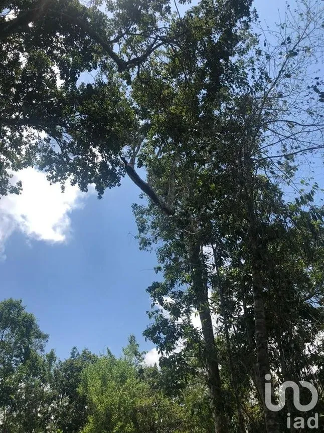 Terreno en Venta en Puerto Morelos, Puerto Morelos, Quintana Roo | NEX-230991 | iad México | Foto 8 de 12