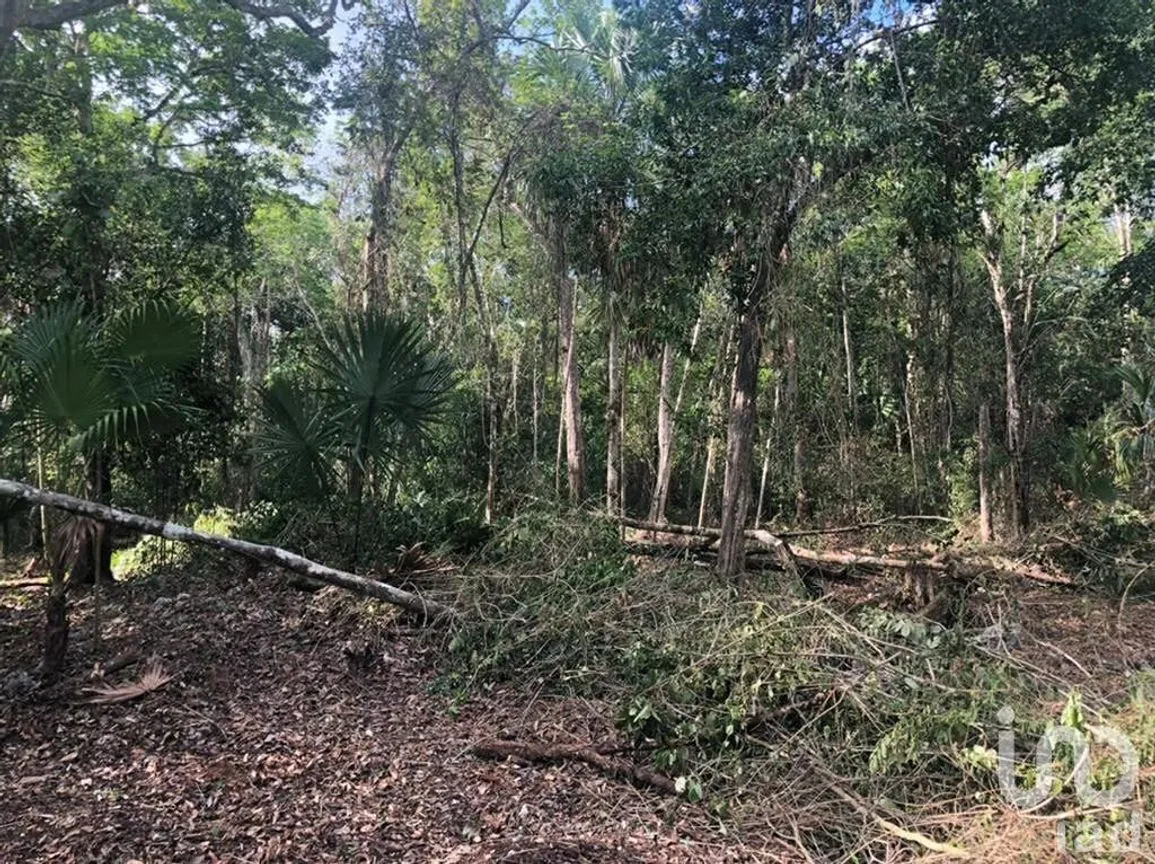Terreno en Venta en Puerto Morelos, Puerto Morelos, Quintana Roo | NEX-230991 | iad México | Foto 9 de 12