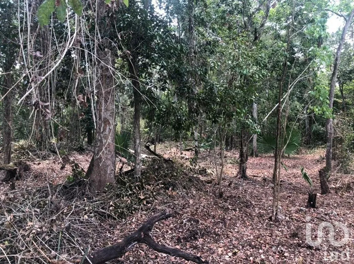 Terreno en Venta en Puerto Morelos, Puerto Morelos, Quintana Roo | NEX-230992 | iad México | Foto 3 de 12