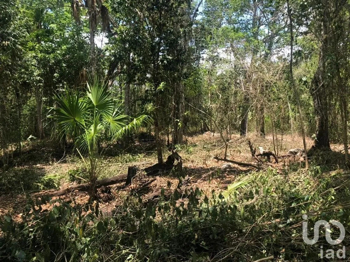 Terreno en Venta en Puerto Morelos, Puerto Morelos, Quintana Roo | NEX-230992 | iad México | Foto 5 de 12
