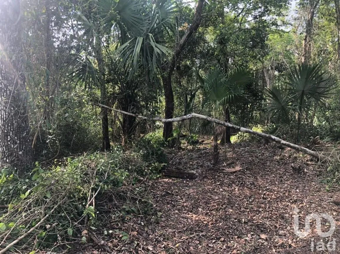 Terreno en Venta en Puerto Morelos, Puerto Morelos, Quintana Roo | NEX-230992 | iad México | Foto 8 de 12