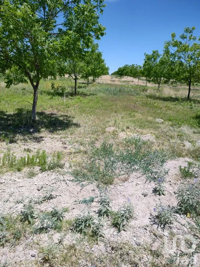 Terreno en Venta en San Francisco de Conchos, San Francisco de Conchos, Chihuahua | NEX-300685 | iad México | Foto 14 de 14