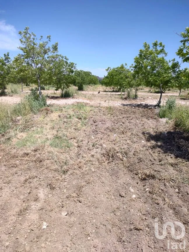 Terreno en Venta en San Francisco de Conchos, San Francisco de Conchos, Chihuahua | NEX-300685 | iad México | Foto 6 de 14