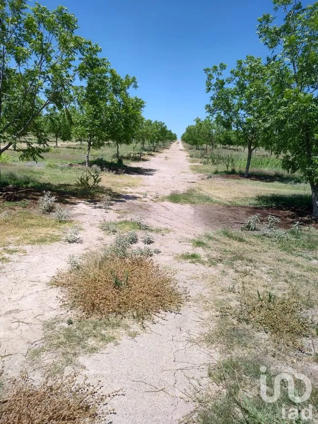 Terreno en Venta en San Francisco de Conchos, San Francisco de Conchos, Chihuahua | NEX-300685 | iad México | Foto 7 de 14