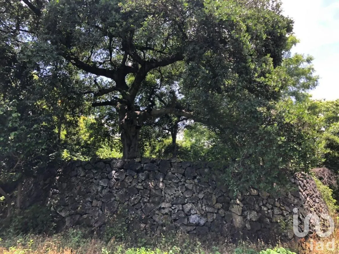 Terreno en Venta en San Andrés de la Cal, Tepoztlán, Morelos | NEX-269882 | iad México | Foto 2 de 5