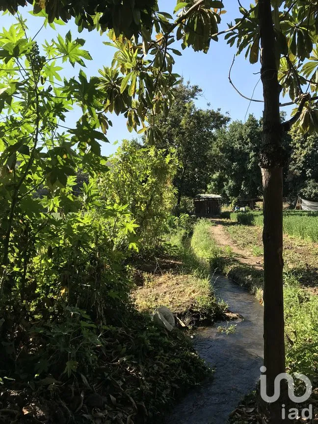 Terreno en Venta en Tetecala, Tetecala, Morelos | NEX-270017 | iad México | Foto 13 de 32