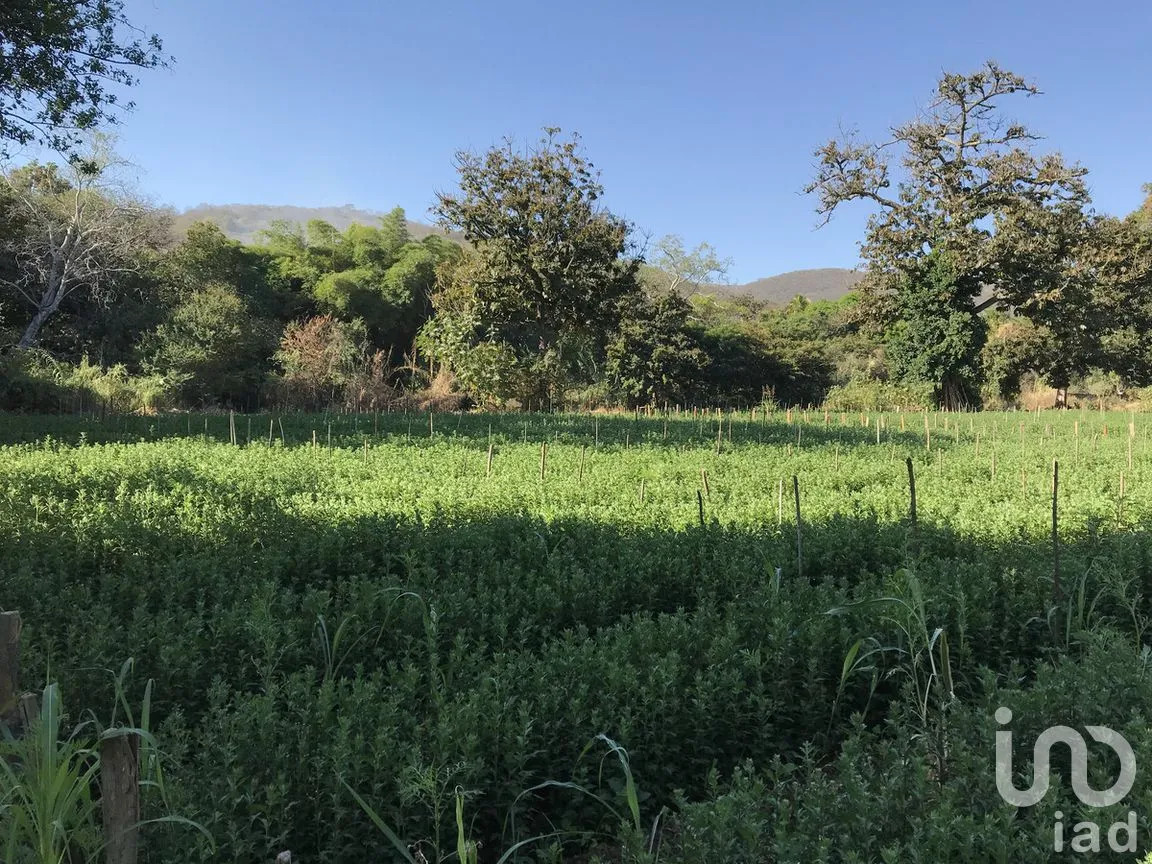 Terreno en Venta en Tetecala, Tetecala, Morelos | NEX-270017 | iad México | Foto 14 de 32