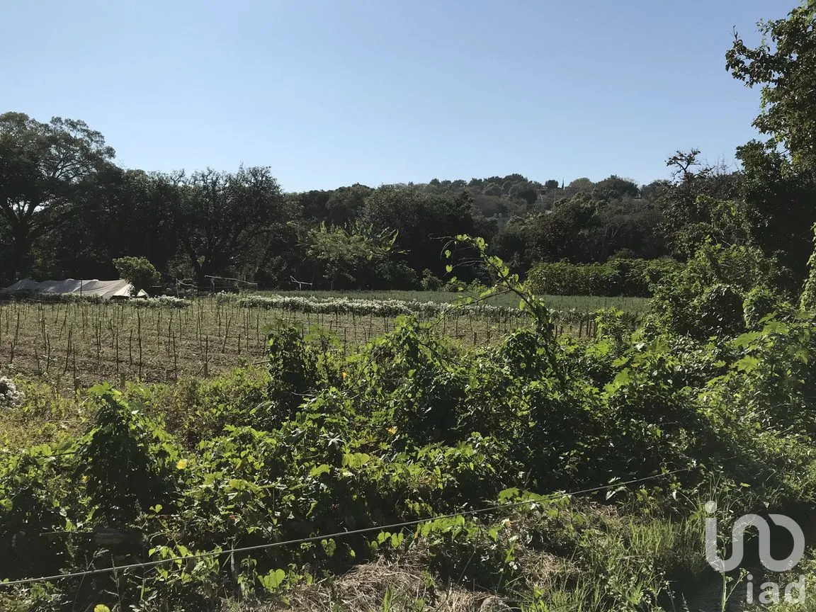 Terreno en Venta en Tetecala, Tetecala, Morelos | NEX-270017 | iad México | Foto 16 de 32