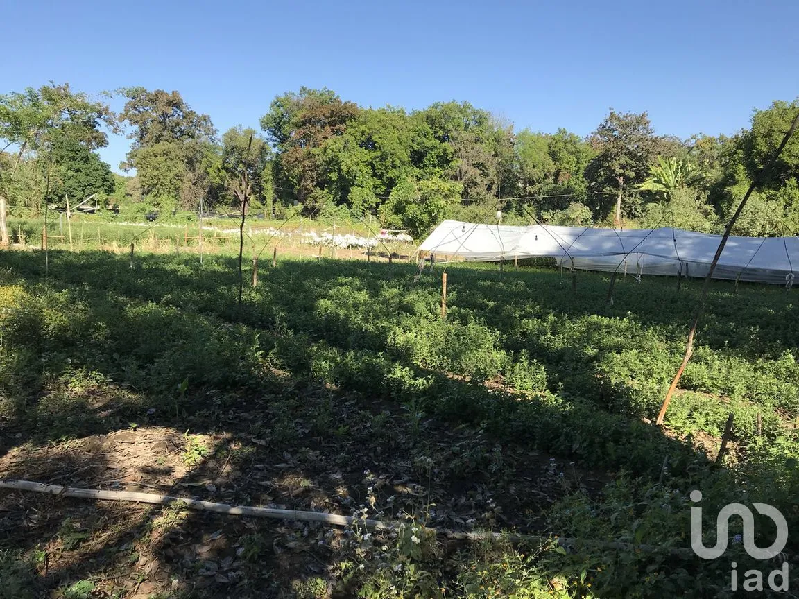 Terreno en Venta en Tetecala, Tetecala, Morelos | NEX-270017 | iad México | Foto 18 de 32