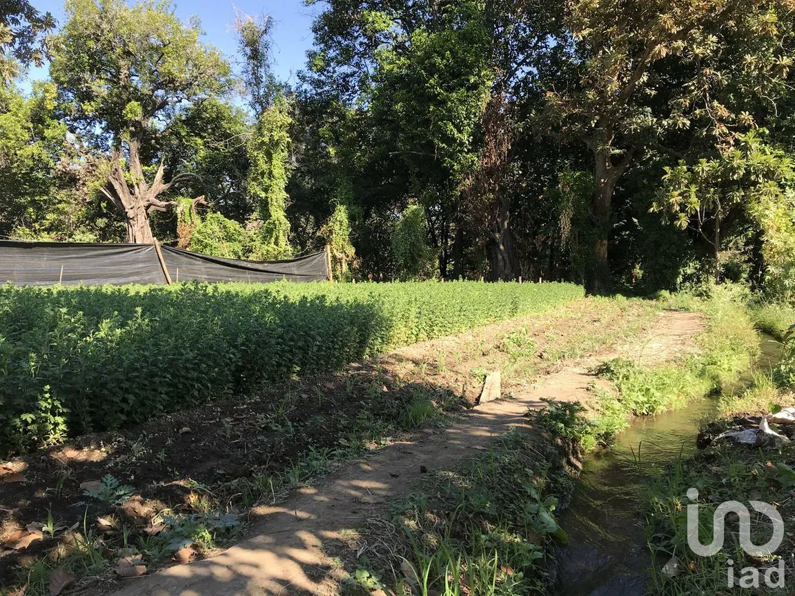 Terreno en Venta en Tetecala, Tetecala, Morelos | NEX-270017 | iad México | Foto 19 de 32