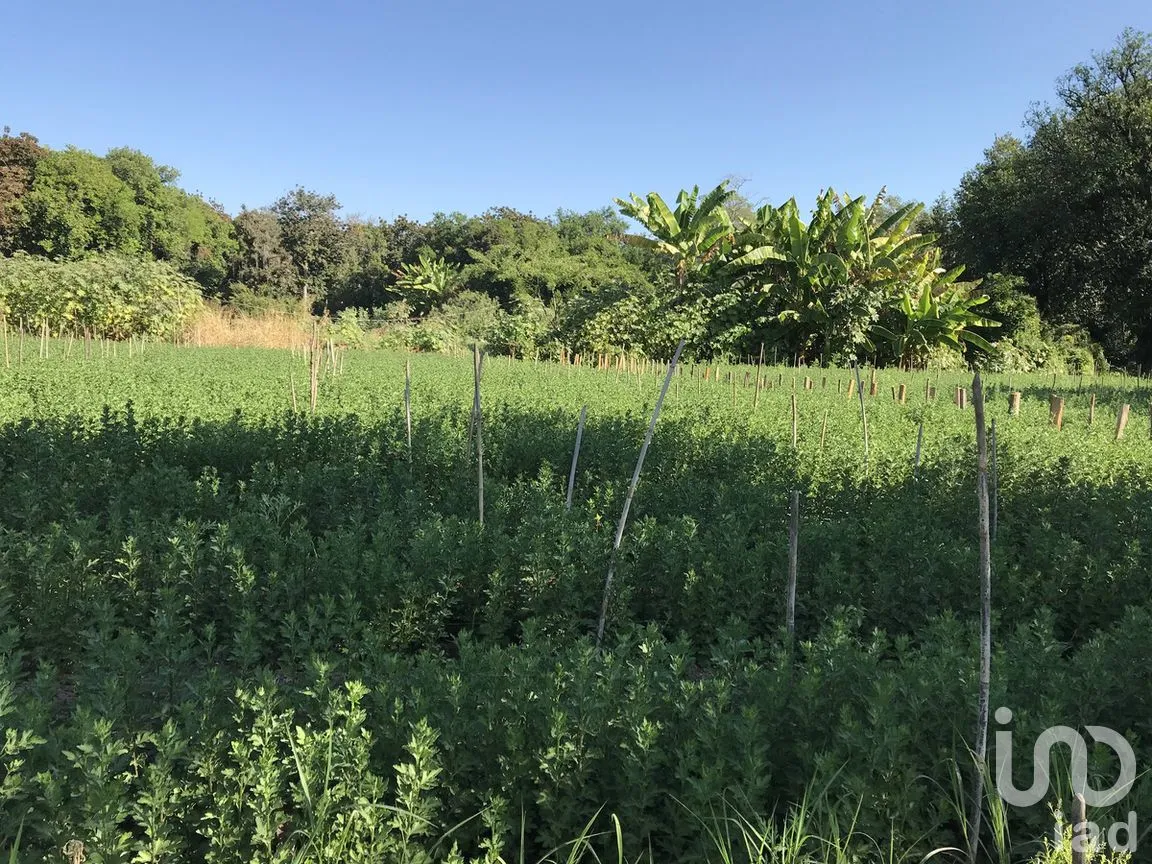Terreno en Venta en Tetecala, Tetecala, Morelos | NEX-270017 | iad México | Foto 3 de 32