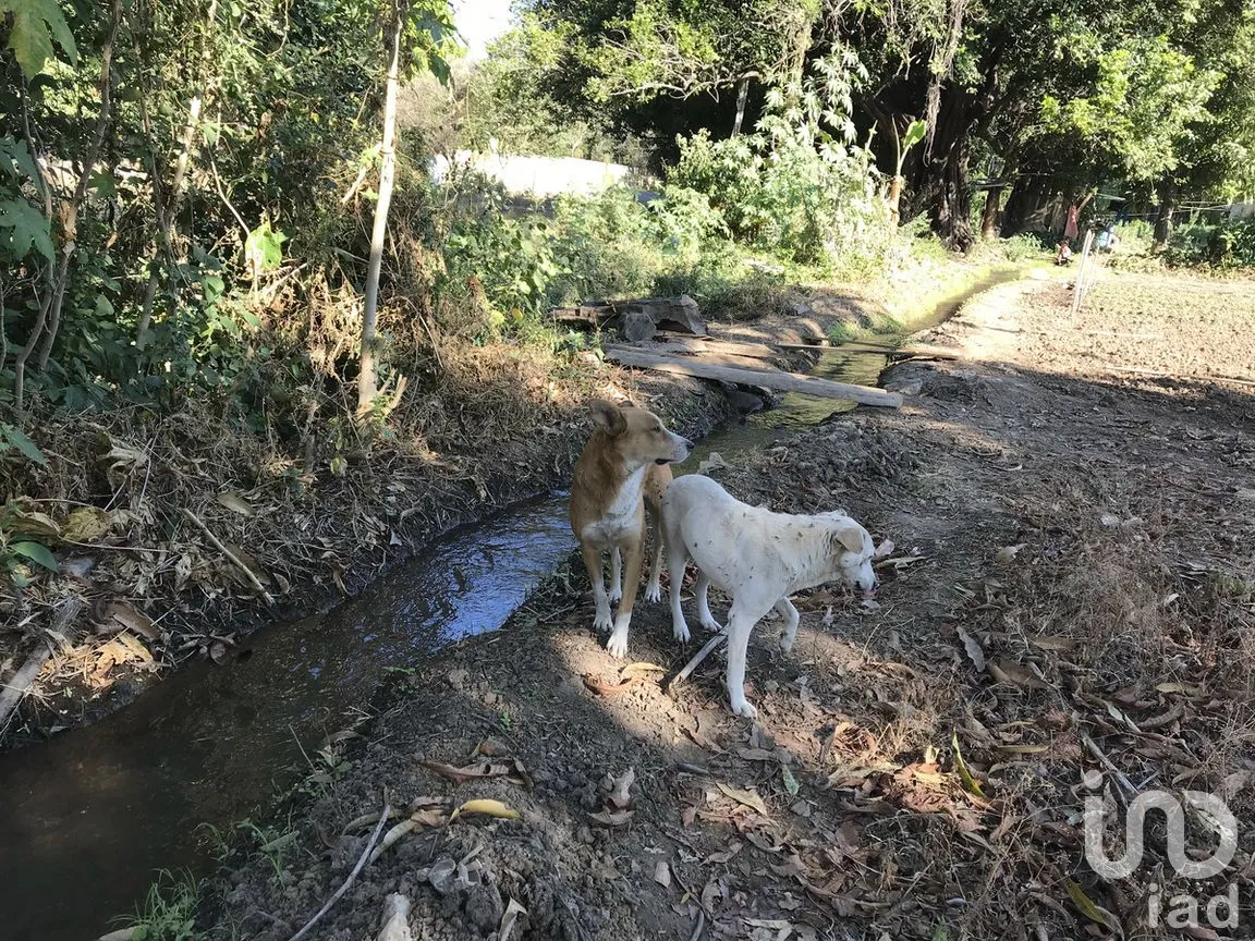 Terreno en Venta en Tetecala, Tetecala, Morelos | NEX-270017 | iad México | Foto 21 de 32