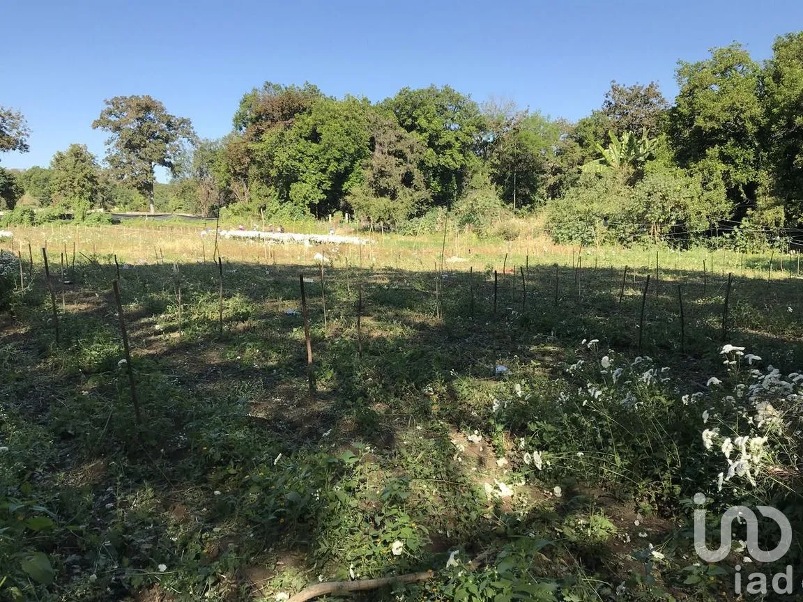 Terreno en Venta en Tetecala, Tetecala, Morelos | NEX-270017 | iad México | Foto 23 de 32