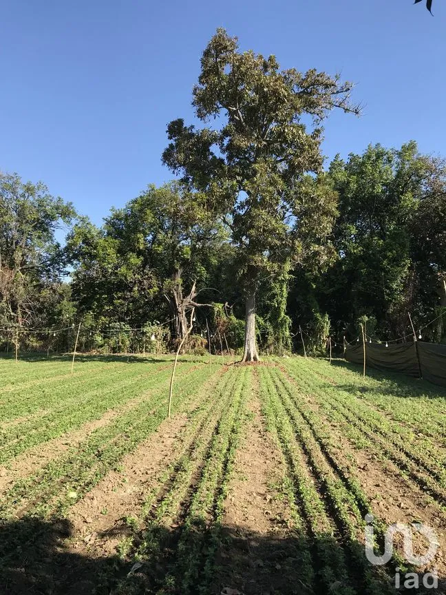 Terreno en Venta en Tetecala, Tetecala, Morelos | NEX-270017 | iad México | Foto 25 de 32