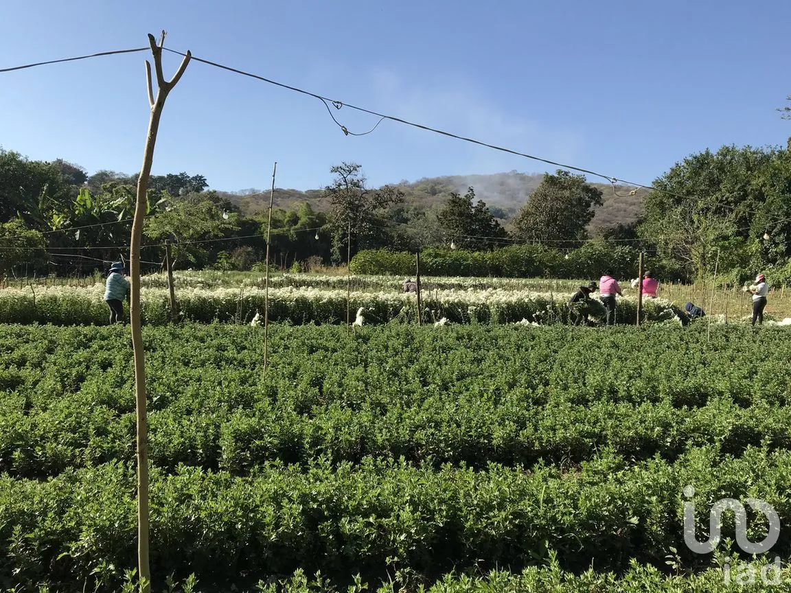 Terreno en Venta en Tetecala, Tetecala, Morelos | NEX-270017 | iad México | Foto 5 de 32