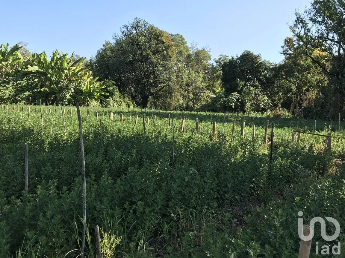 Terreno en Venta en Tetecala, Tetecala, Morelos | NEX-270017 | iad México | Foto 6 de 32