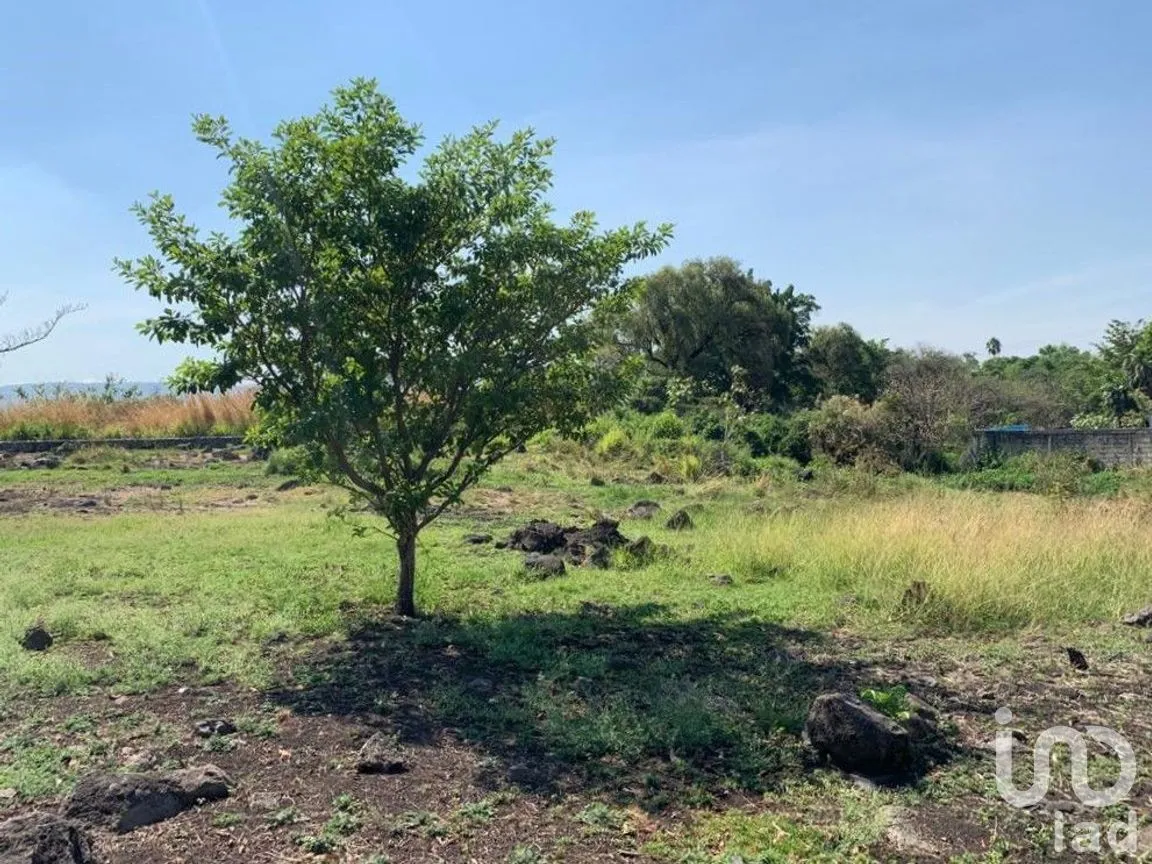 Terreno en Venta en Benito Juárez, Emiliano Zapata, Morelos | NEX-271257 | iad México | Foto 3 de 19
