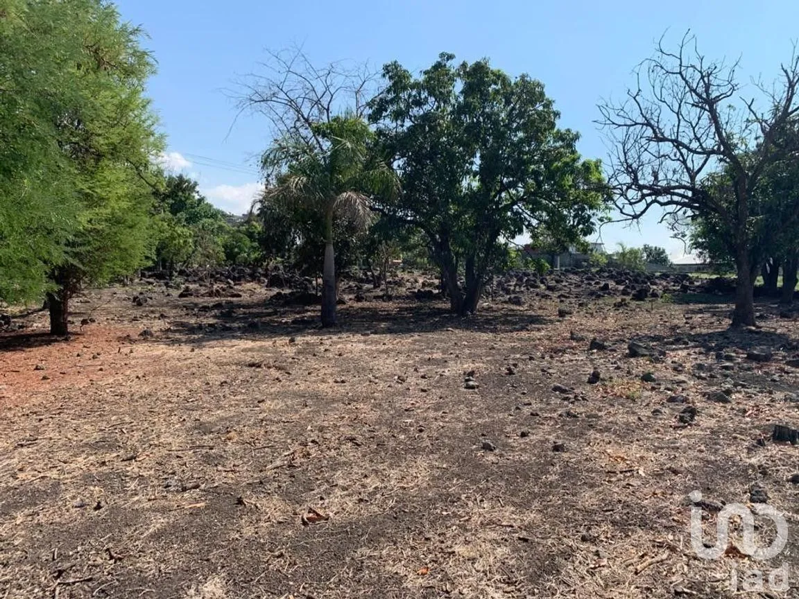 Terreno en Venta en Benito Juárez, Emiliano Zapata, Morelos | NEX-271257 | iad México | Foto 6 de 19