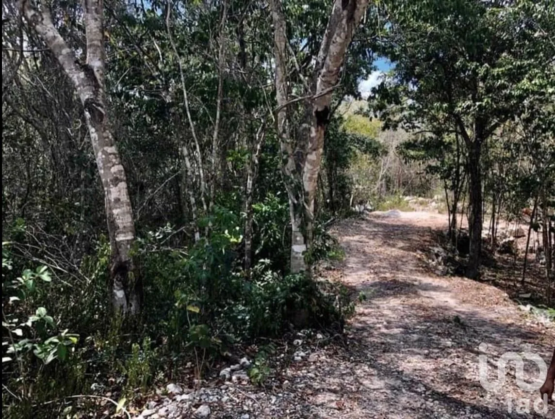 Terreno en Venta en Macario Gómez, Tulum, Quintana Roo | NEX-271258 | iad México | Foto 2 de 15