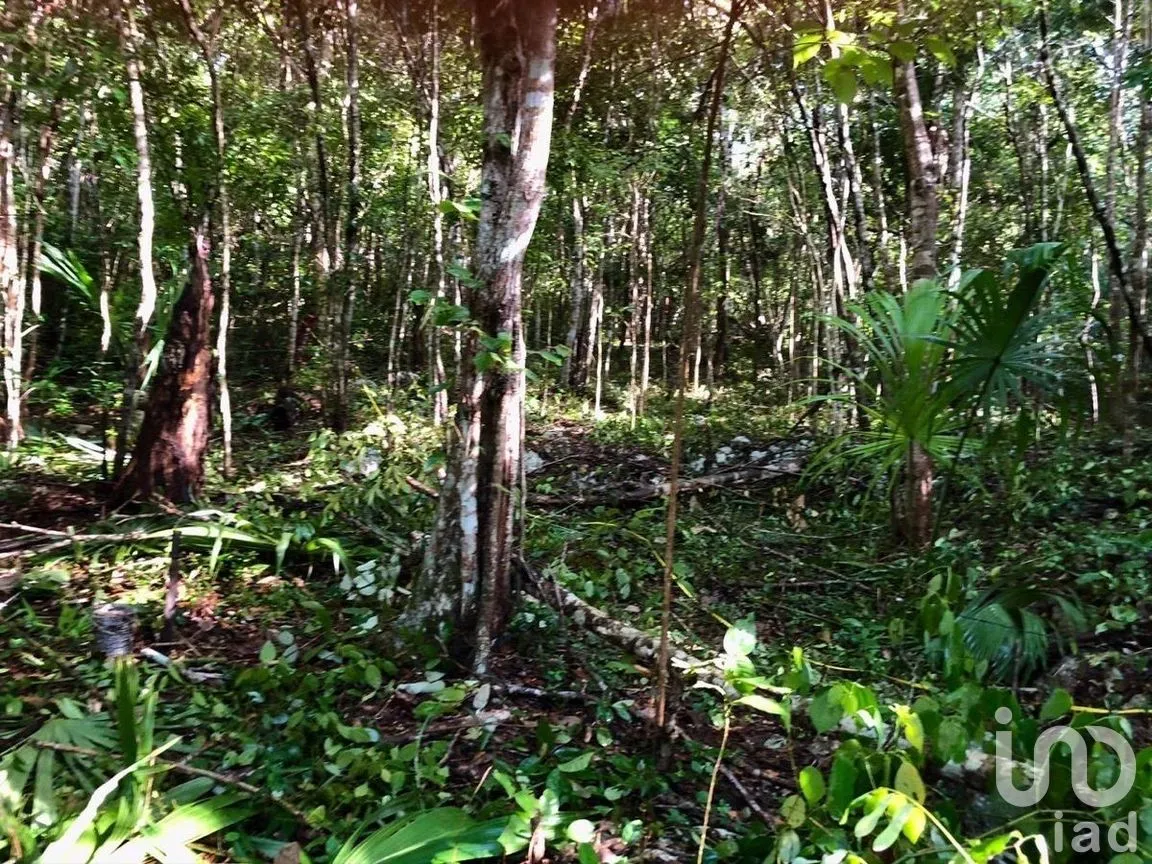 Terreno en Venta en Macario Gómez, Tulum, Quintana Roo | NEX-271258 | iad México | Foto 11 de 15