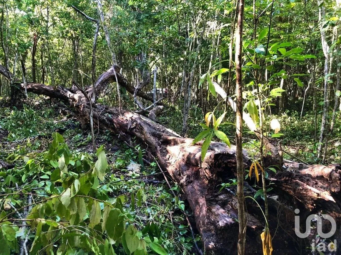 Terreno en Venta en Macario Gómez, Tulum, Quintana Roo | NEX-271258 | iad México | Foto 12 de 15