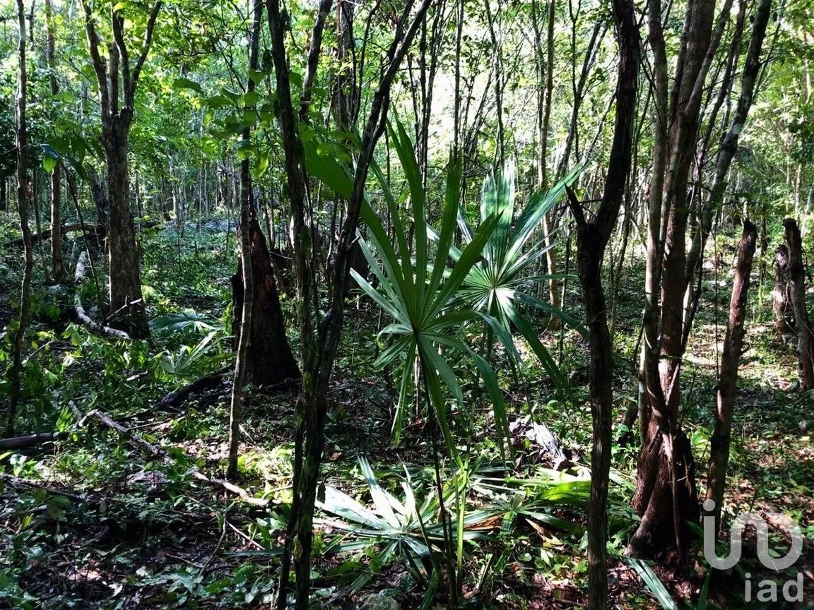 Terreno en Venta en Macario Gómez, Tulum, Quintana Roo | NEX-271258 | iad México | Foto 13 de 15