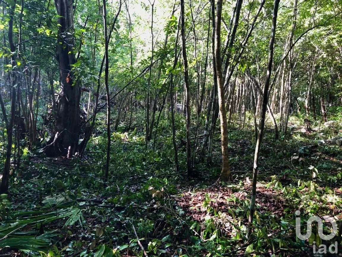 Terreno en Venta en Macario Gómez, Tulum, Quintana Roo | NEX-271258 | iad México | Foto 14 de 15