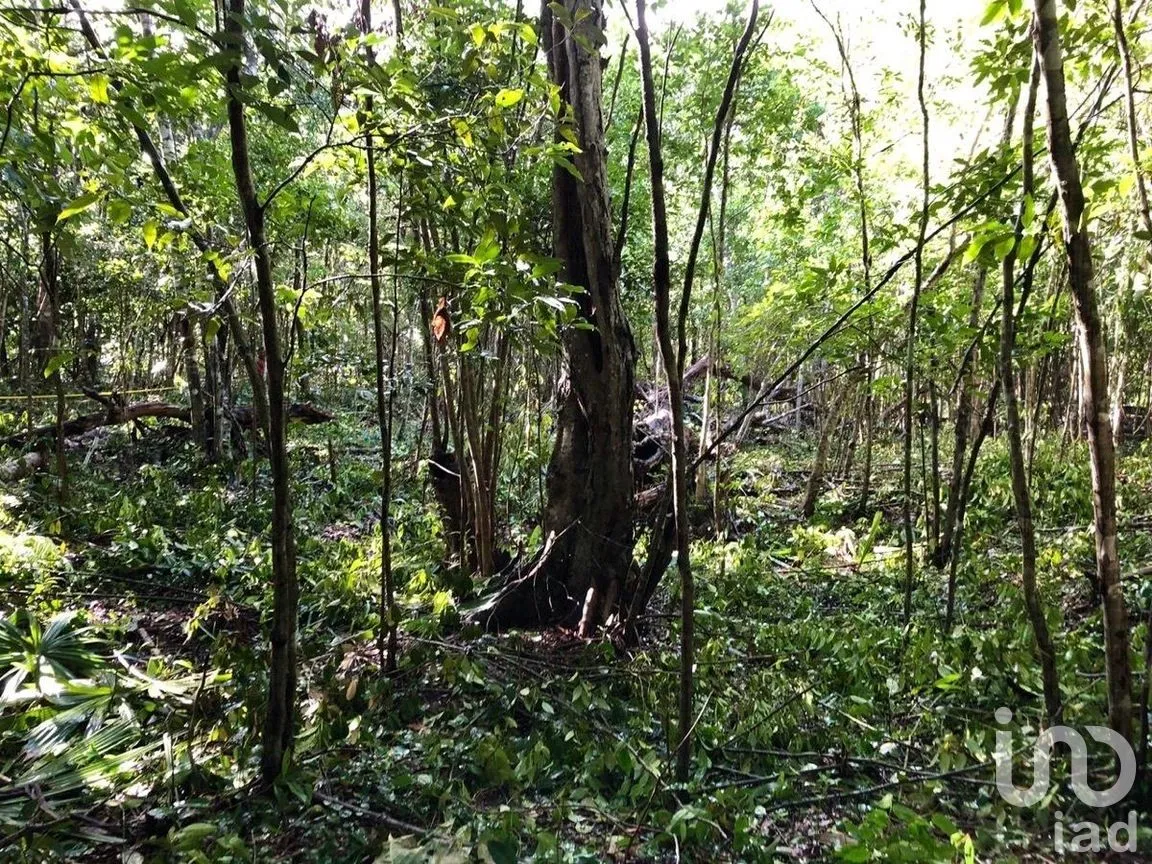 Terreno en Venta en Macario Gómez, Tulum, Quintana Roo | NEX-271258 | iad México | Foto 15 de 15