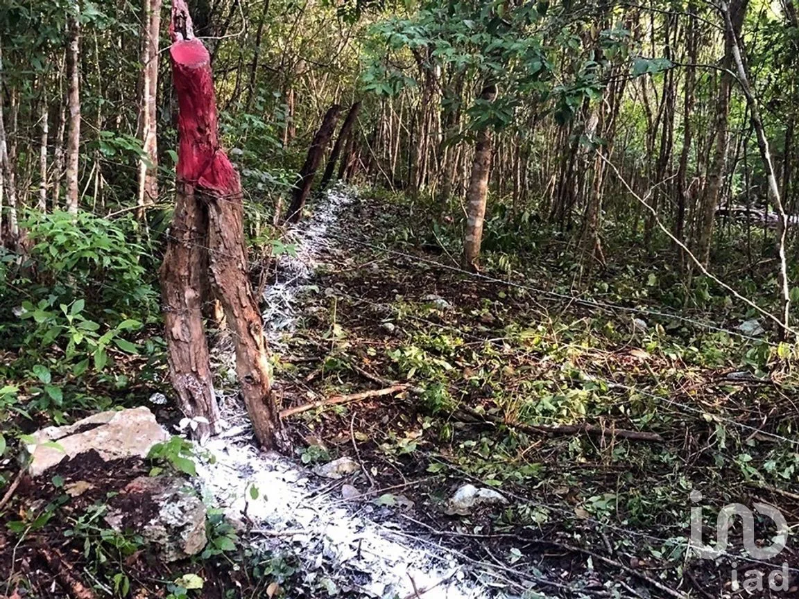 Terreno en Venta en Macario Gómez, Tulum, Quintana Roo | NEX-271258 | iad México | Foto 3 de 15