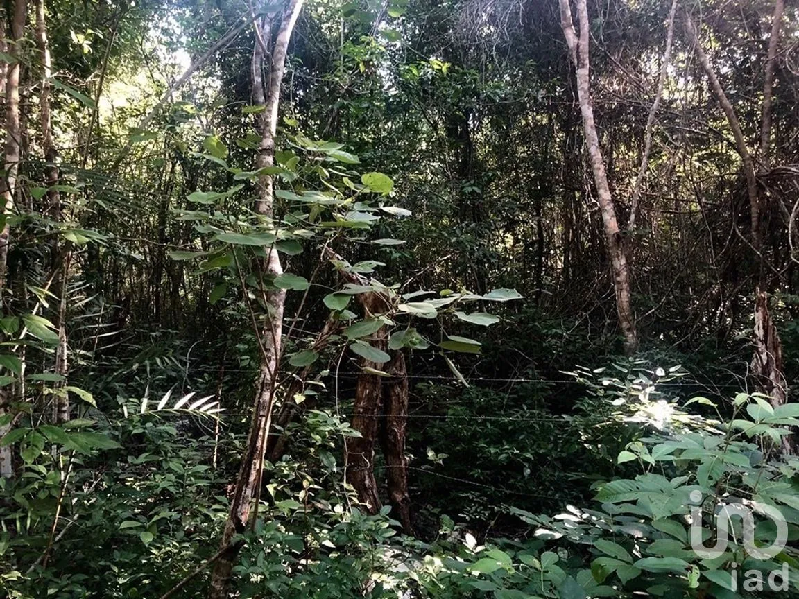 Terreno en Venta en Macario Gómez, Tulum, Quintana Roo | NEX-271258 | iad México | Foto 4 de 15