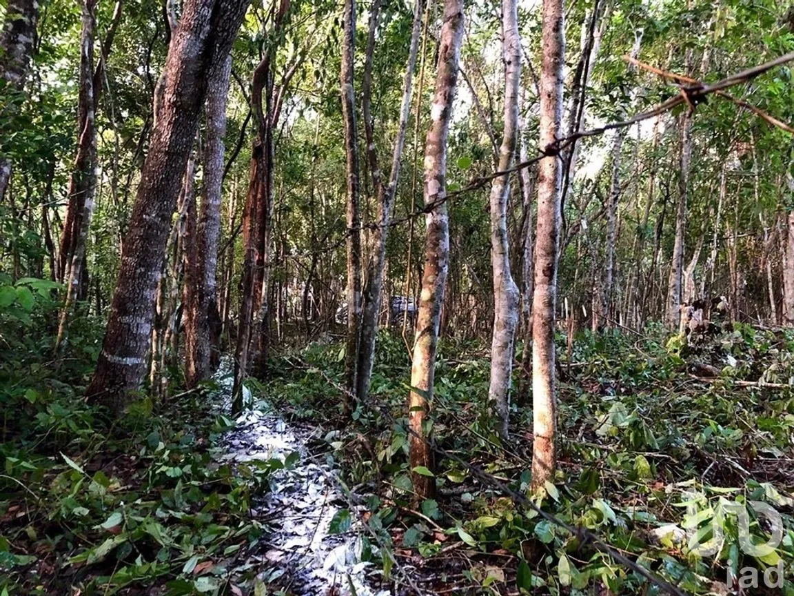 Terreno en Venta en Macario Gómez, Tulum, Quintana Roo | NEX-271258 | iad México | Foto 5 de 15