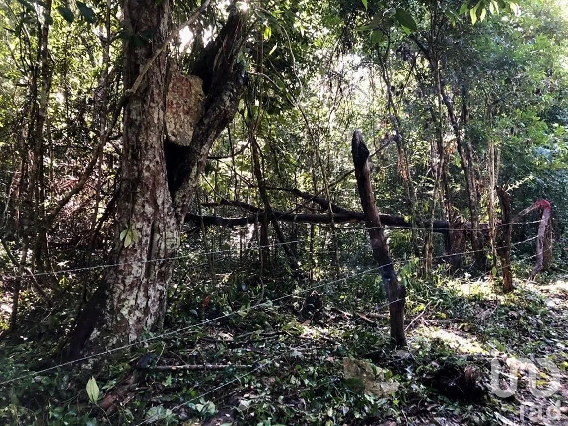 Terreno en Venta en Macario Gómez, Tulum, Quintana Roo | NEX-271258 | iad México | Foto 6 de 15