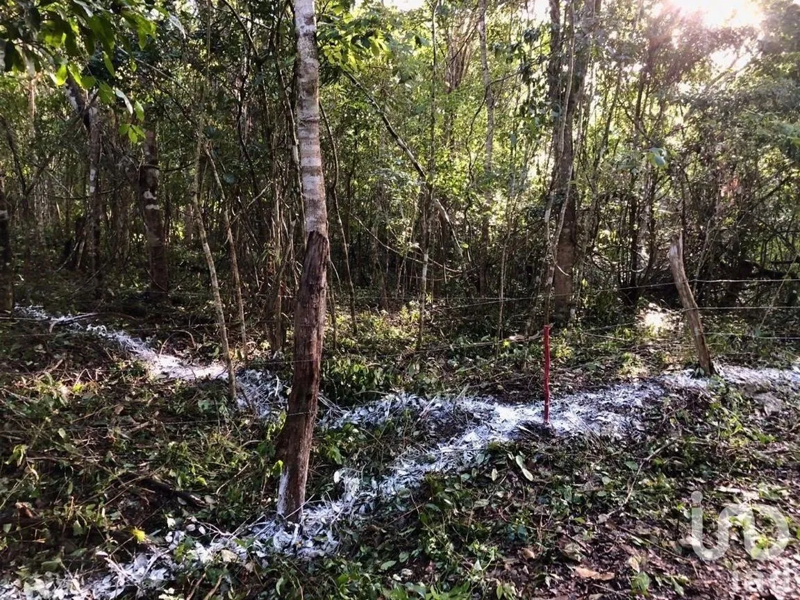 Terreno en Venta en Macario Gómez, Tulum, Quintana Roo | NEX-271258 | iad México | Foto 10 de 15