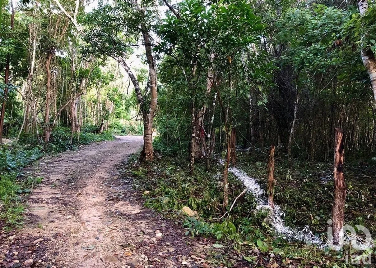 Terreno en Venta en Macario Gómez, Tulum, Quintana Roo | NEX-271258 | iad México | Foto 1 de 15