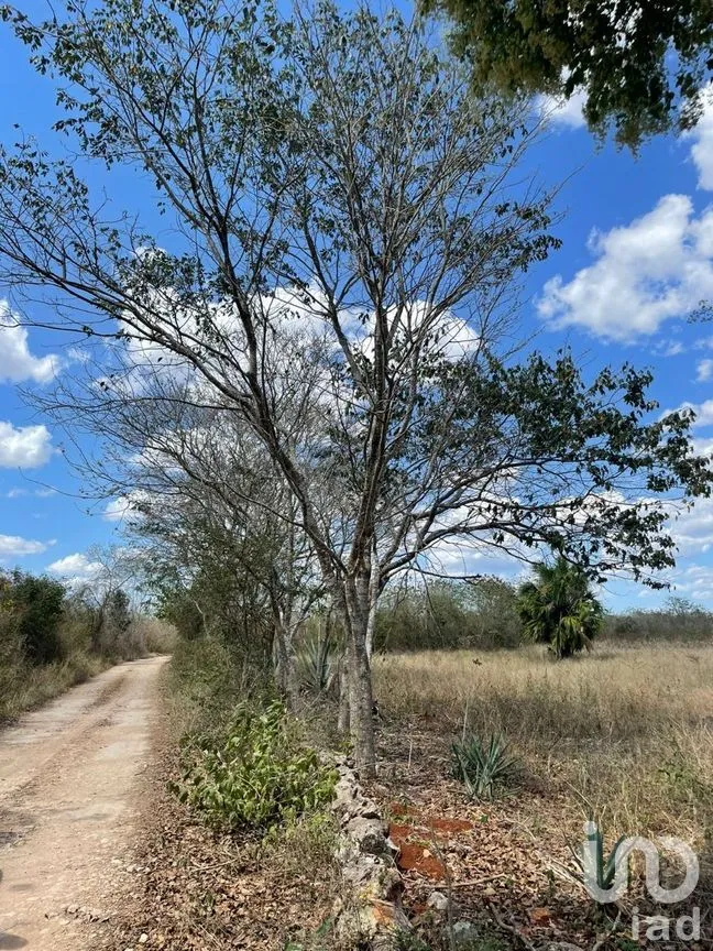 Terreno en Venta en Opichen, Opichén, Yucatán | NEX-268664 | iad México | Foto 6 de 16