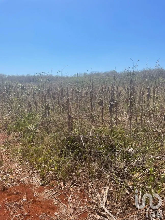 Terreno en Venta en Opichen, Opichén, Yucatán | NEX-268664 | iad México | Foto 7 de 16