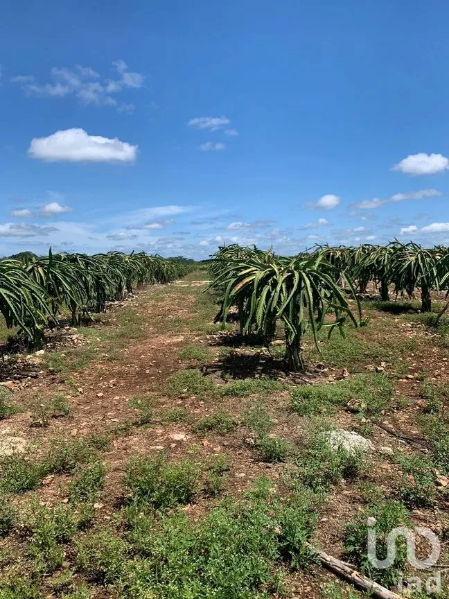 Terreno en Venta en Yotholin, Ticul, Yucatán | NEX-270592 | iad México | Foto 10 de 10