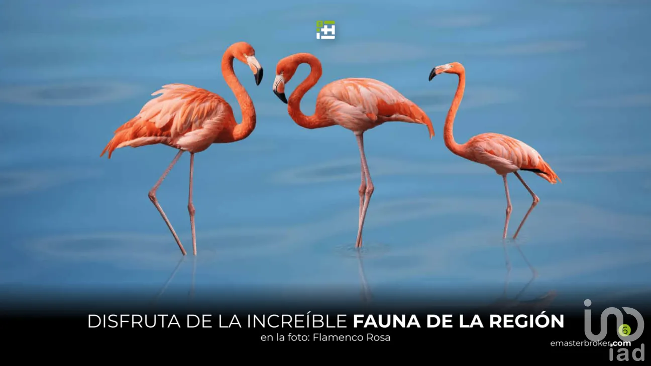 Terreno en Venta en El Cuyo, Tizimín, Yucatán | NEX-271309 | iad México | Foto 2 de 9