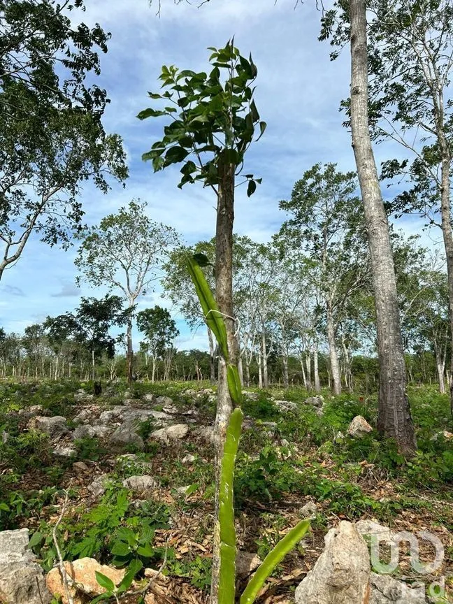 Terreno en Venta en Muxupip, Muxupip, Yucatán | NEX-273739 | iad México | Foto 5 de 6