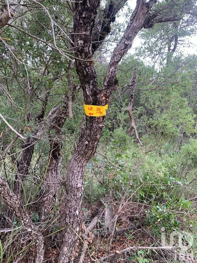 Terreno en Venta en Huachichil (El Huache), Arteaga, Coahuila | NEX-267608 | iad México | Foto 5 de 5