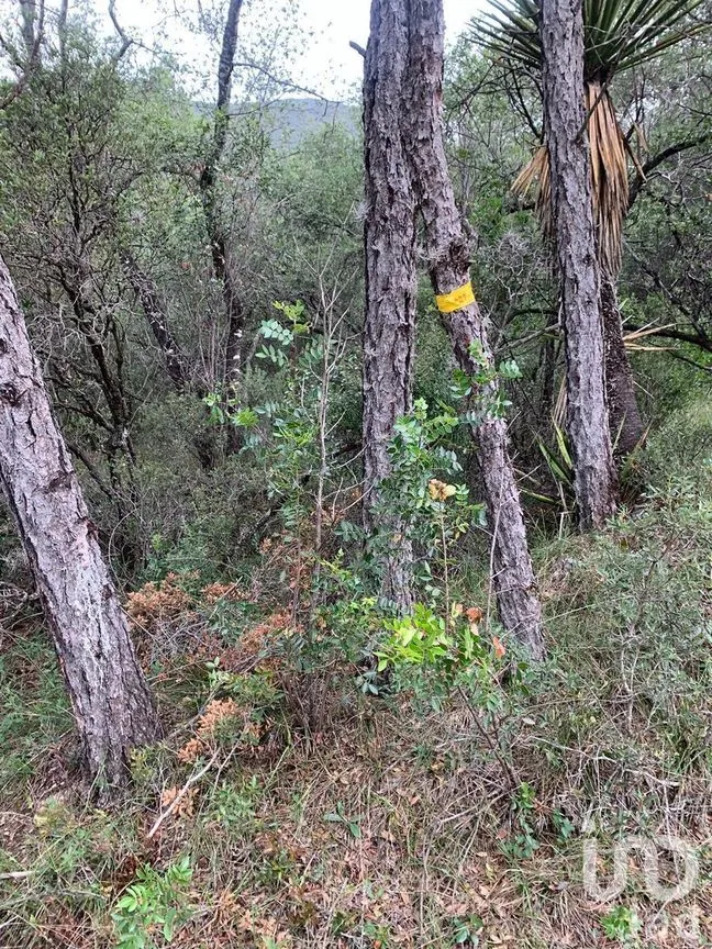 Terreno en Venta en Huachichil (El Huache), Arteaga, Coahuila | NEX-267611 | iad México | Foto 1 de 4