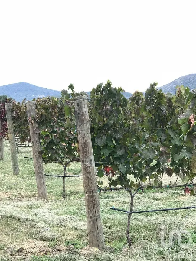 Terreno en Venta en Rinconcillo (Rinconcillo de los Remedios), Comonfort, Guanajuato | NEX-280229 | iad México | Foto 5 de 14