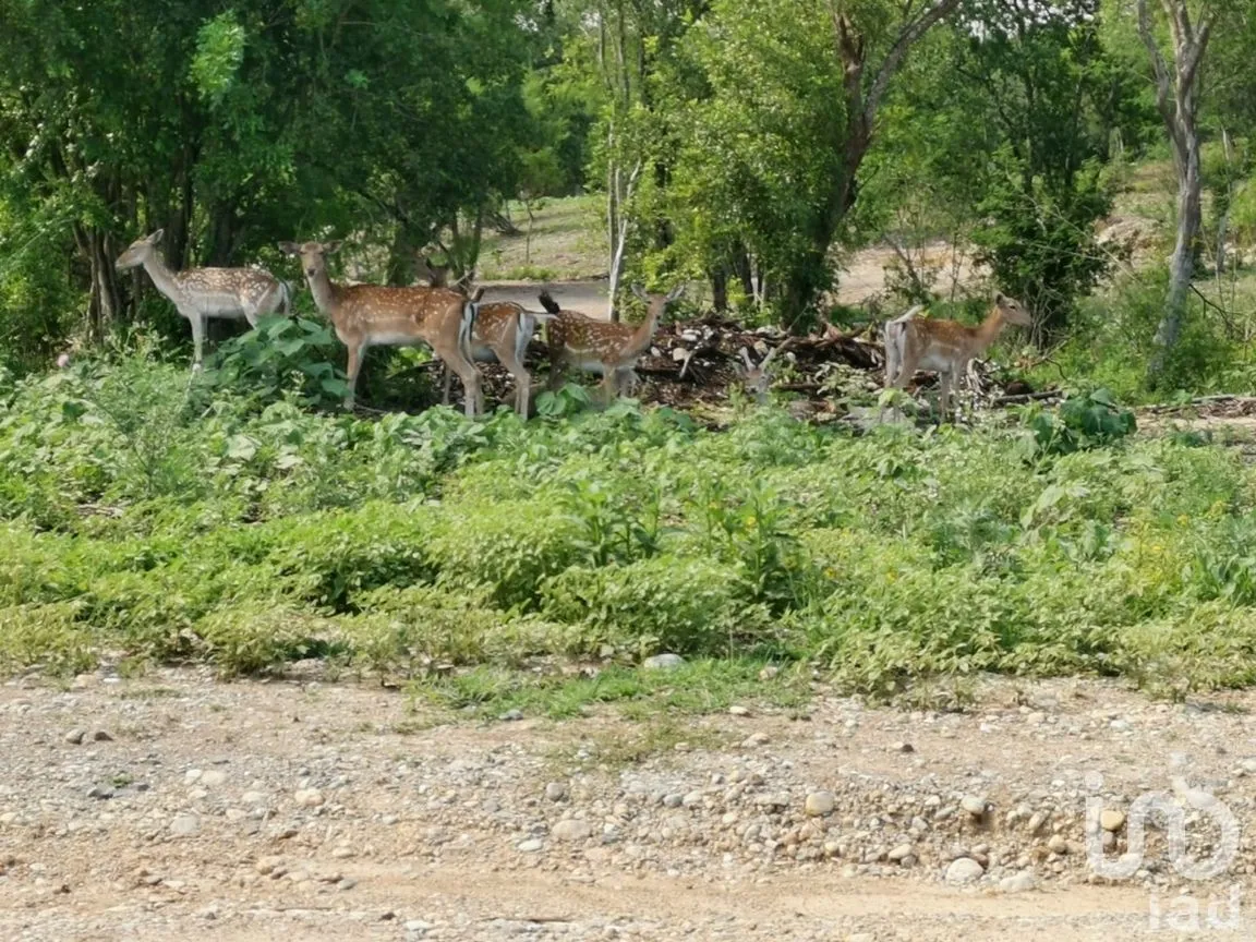 Terreno en Venta en El Pastor, Montemorelos, Nuevo León | NEX-272047 | iad México | Foto 6 de 8